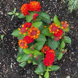 Meet your Posher, Dominique